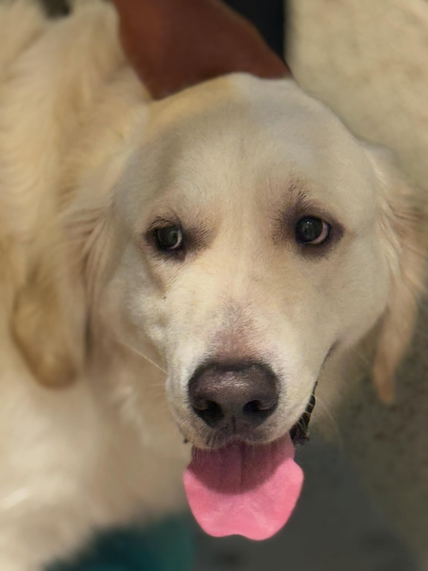Dog 2